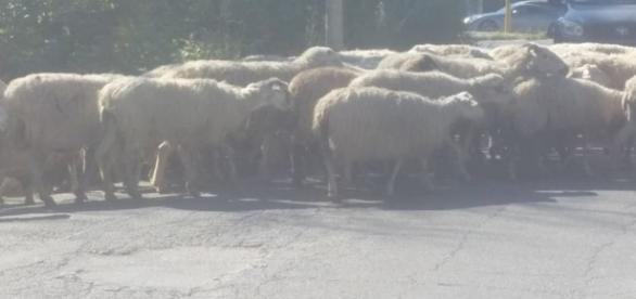 Roma, pecore sulla Cristoforo Colombo. E flash mob contro i nuovi limiti