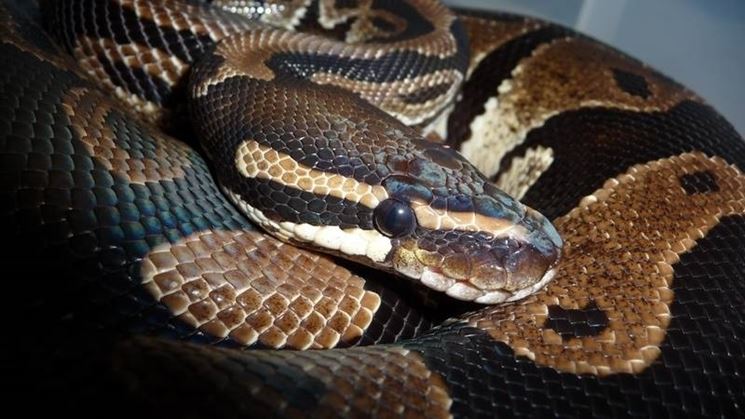 Montecchio (Vicenza), pitone di 8 metri nell'erba: paura tra gli abitanti