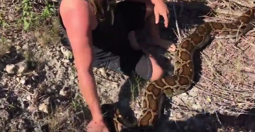 YOUTUBE Cacciatore di serpenti cattura un pitone di oltre 5 metri in Florida