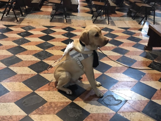 Caterina e Massimo sposi, il cane Raf porta le fedi all'altare