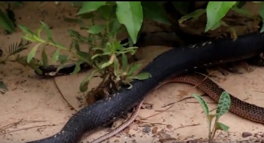 Serpente rigurgita qualcosa: l'incredibile scoperta