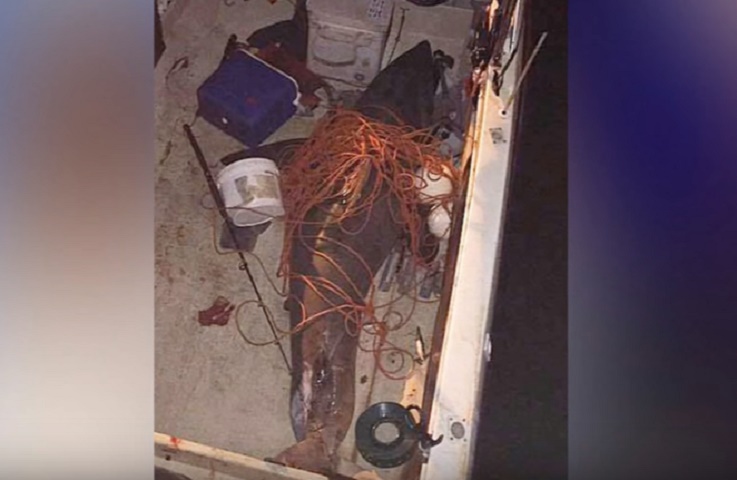 Australia, squalo lungo 3 metri e di 200 kg salta in barca: pescatore ferito al braccio