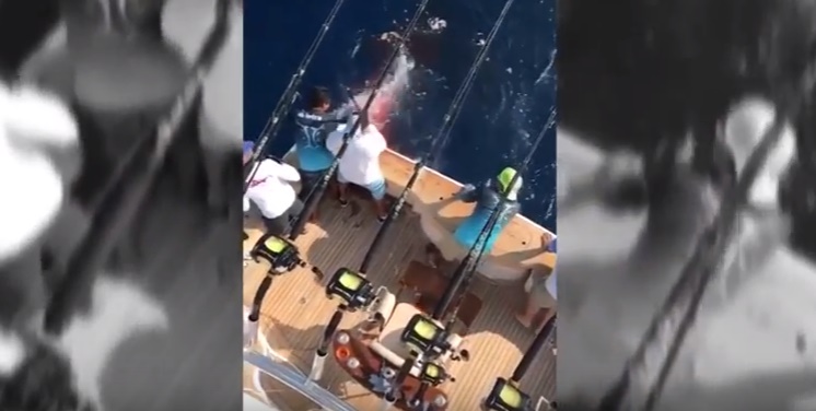 Messico, figlio miliardario uccide squalo tigre a colpi di pistola