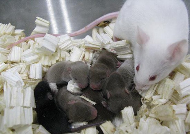 Topi spaziali da spermatozoi conservati in orbita: nuove speranze per la riproduzione