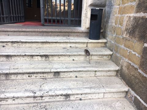 Topi sulle scale del Campidoglio, la foto. "Vanno dall'assessore..."