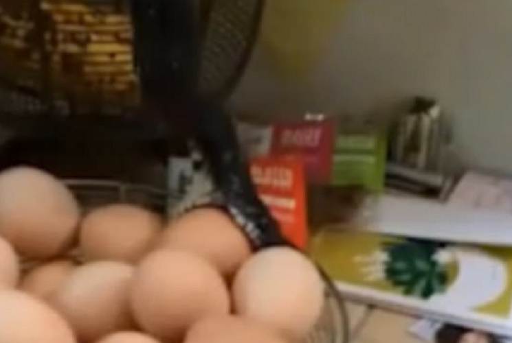 Serpente spunta dalla credenza e...ruba le uova fresche