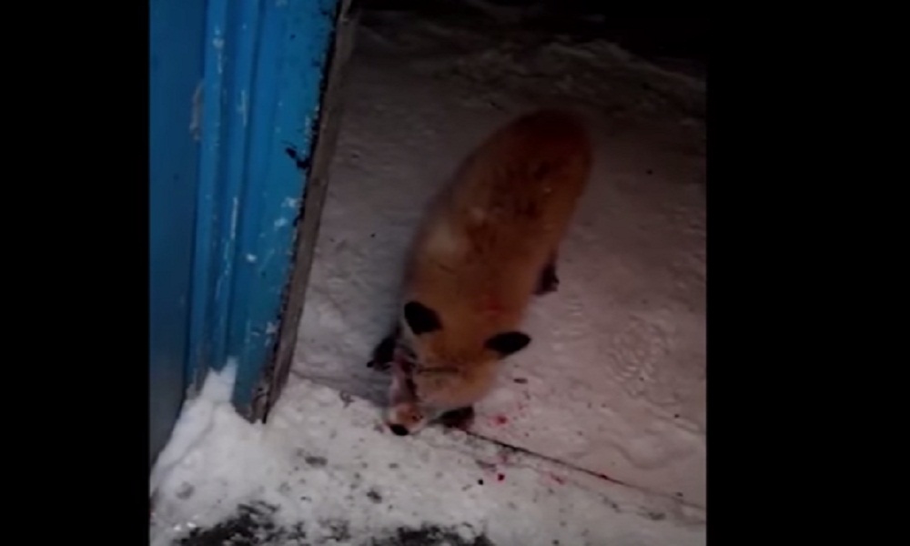 YOUTUBE La volpe zombie affamata e arrabbiata che cerca di entrare dalla porta di casa