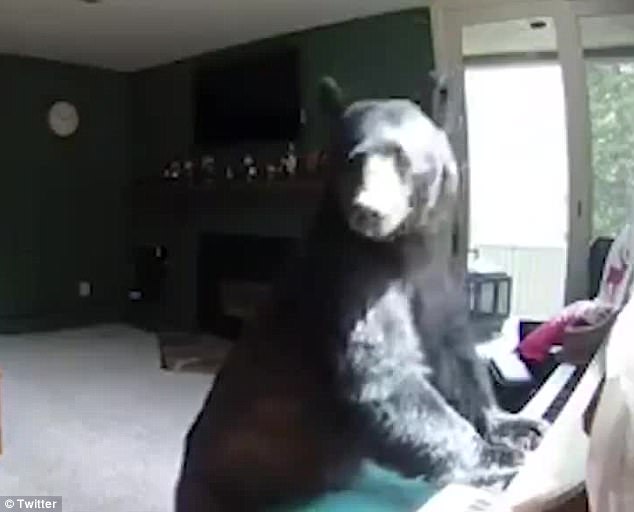 YOUTUBE Grizzly entra in casa e suona il pianoforte