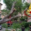 Albero cade in via XXX Aprile a Roma e schiaccia auto in sosta