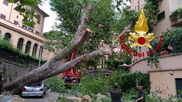 Albero cade in via XXX Aprile a Roma e schiaccia auto in sosta