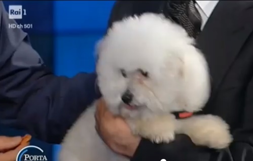 Berlusconi a Porta a Porta Vespa gli porta cane simile