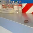 Scarafaggi al pronto soccorso del San Giovanni Bosco di Napoli