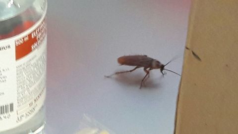 Scarafaggi al pronto soccorso del San Giovanni Bosco di Napoli