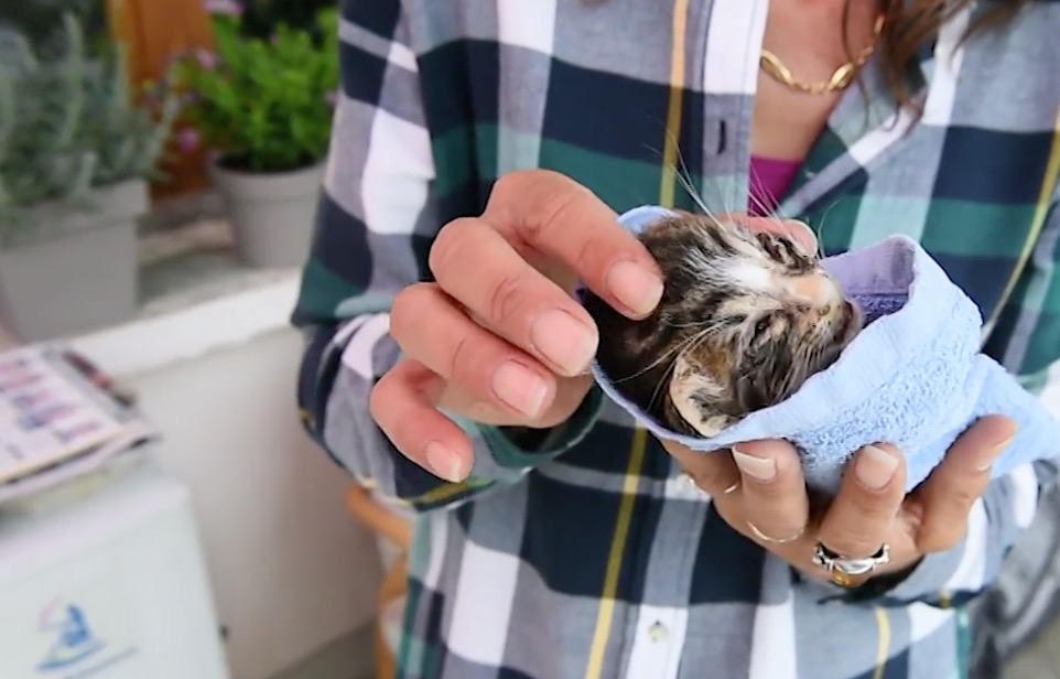 Francia, strage di gatti: "Duecento mici avvelenati in due mesi"