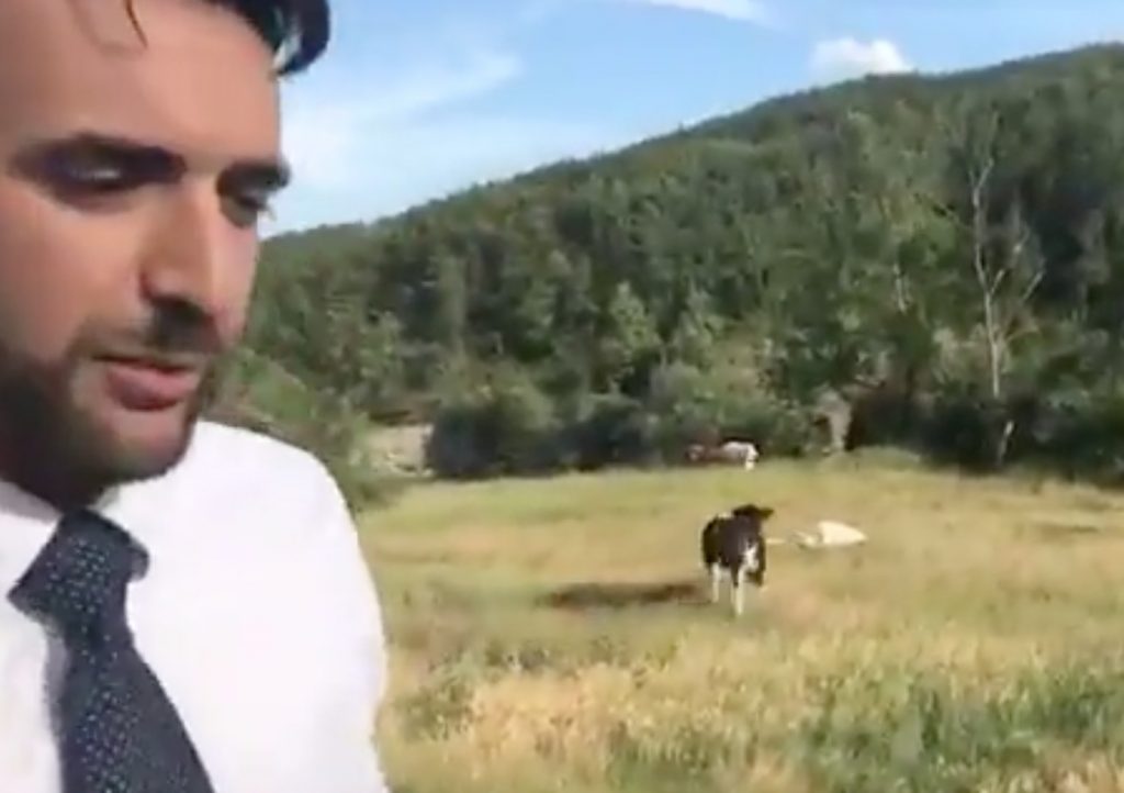 Paolo Bernini (M5s) e le mucche liberate dai carabinieri a Pellegrino Parmense: "Corrono felici" VIDEO