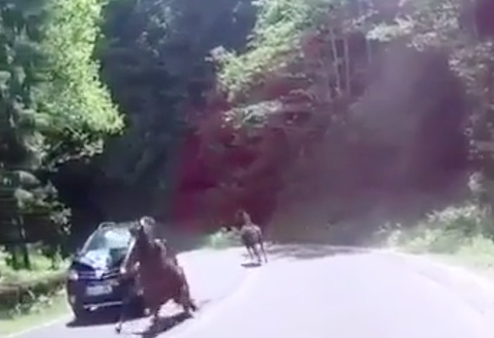 YOUTUBE Cavalli liberi in strada a Vieste: uno piomba su un'auto in corsa
