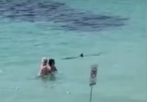 YOUTUBE Squalo a pochi metri dalla riva a Magaluf: bagnanti scappano terrorizzati