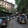 Albero cade in via XXX Aprile a Roma e schiaccia auto in sosta
