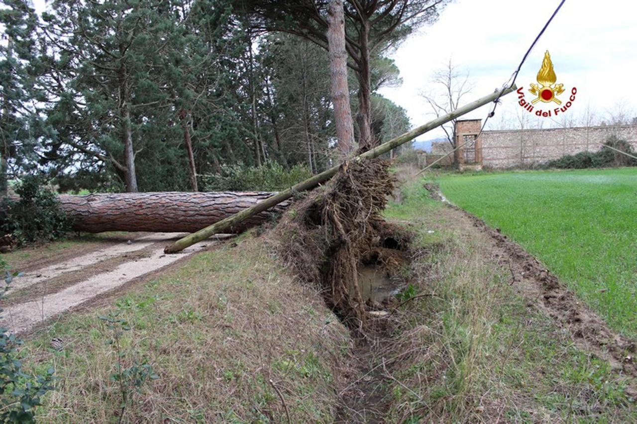 Comacchio, tromba d'aria e alberi abbattuti: morto un ciclista, 2 feriti