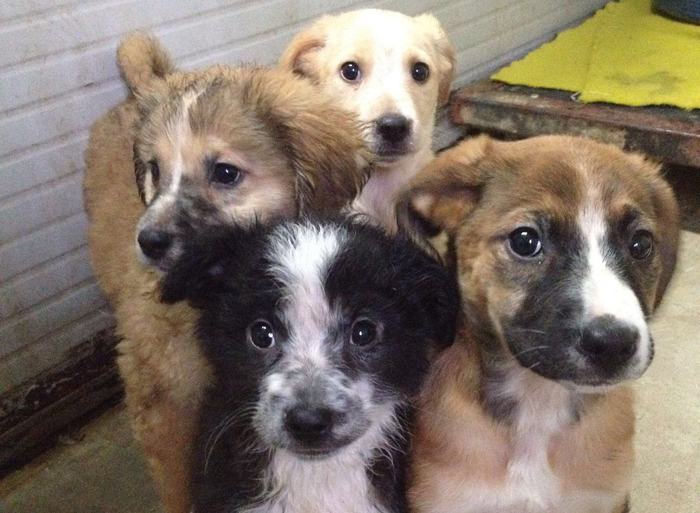 Assessore lascia cuccioli cane davanti villa di nota animalista