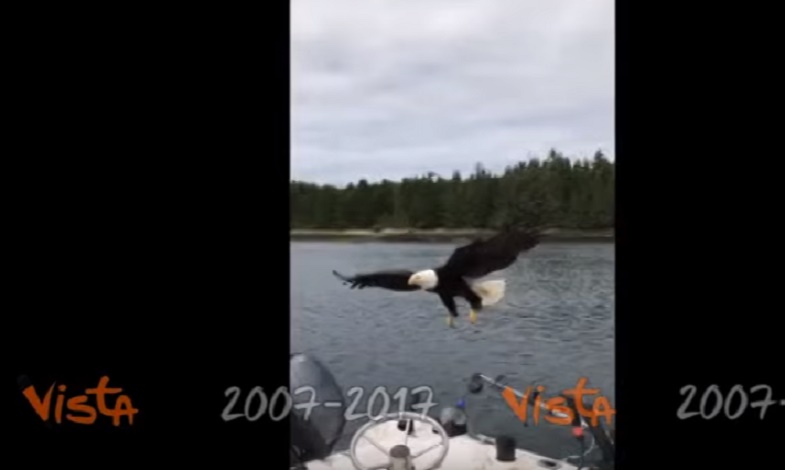 L'Aquila di mare ruba il pesce in barca al pescatore