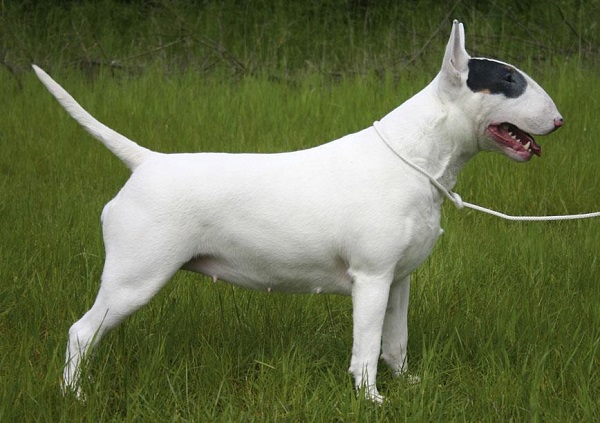 Castenedolo (Brescia), ragazza di 27 anni aggredita dal bull terrier del vicino