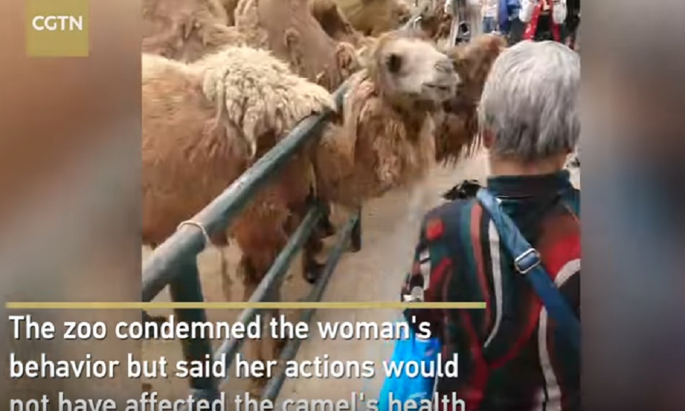 YOUTUBE Strappa pelo al cammello e lo nasconde nella borsa