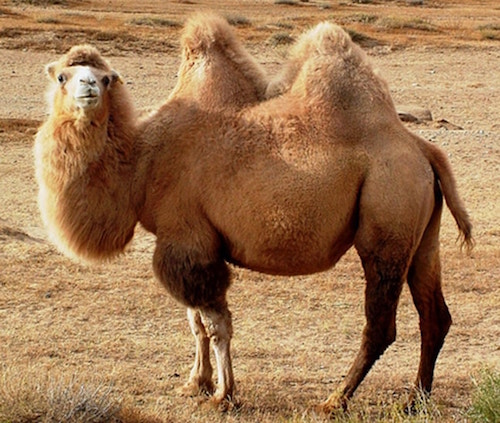 Deportati a 4 zampe e 2 gobbe: Arabia Saudita espelle migliaia di cammelli "cittadini" del Qatar