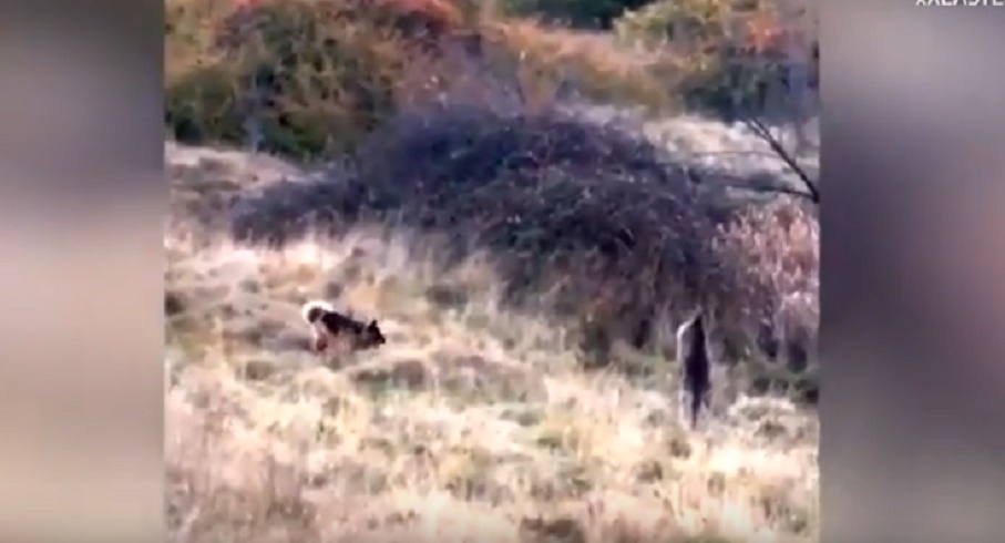 Canguro e pastore tedesco litigano: poliziotti allontanano i due animali