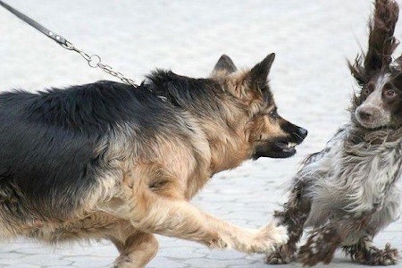 Bussolengo, litigano per il cane: italiano accoltella 20enne albanese