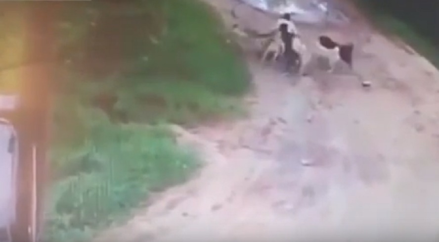 Ucciso mentre attraversa il branco di cani randagi che ha allevato