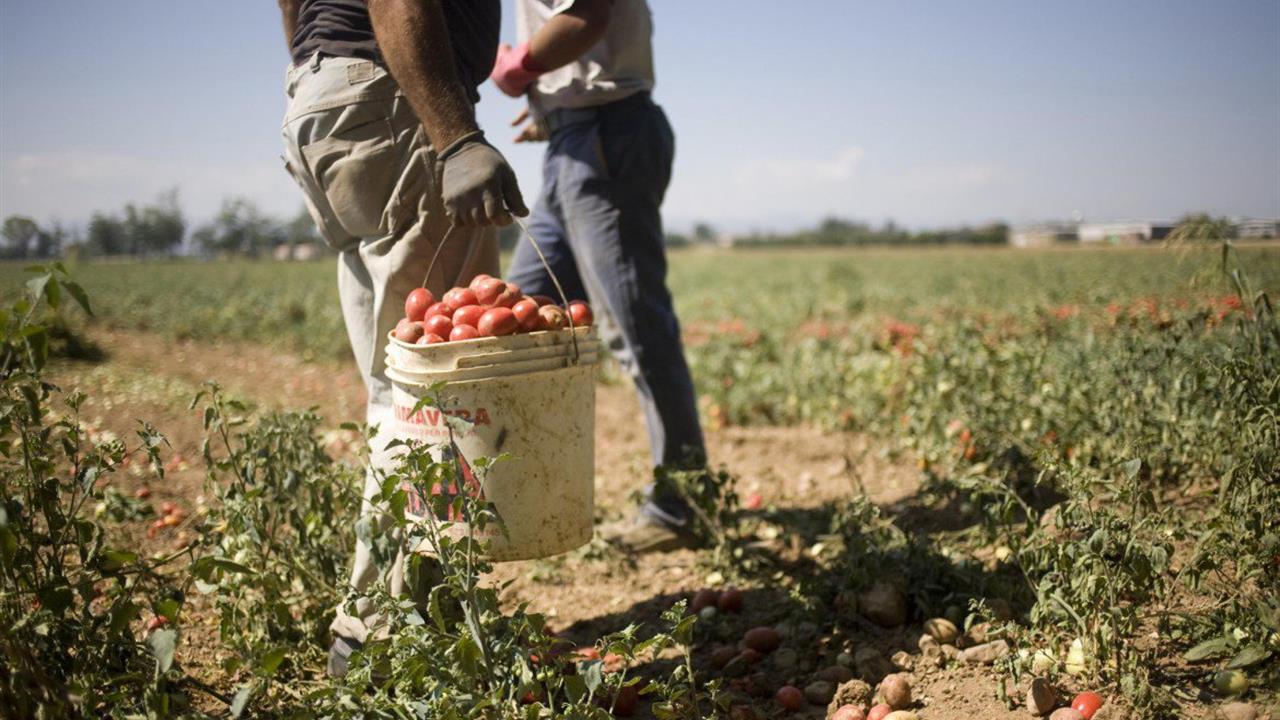 Caporalato a Bari, dicevano delle lavoratrici: "Alle femmine ci vogliono mazzate"