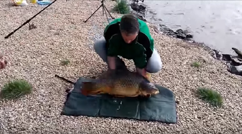 Pescano carpa gigante: la poggiano a terra e...