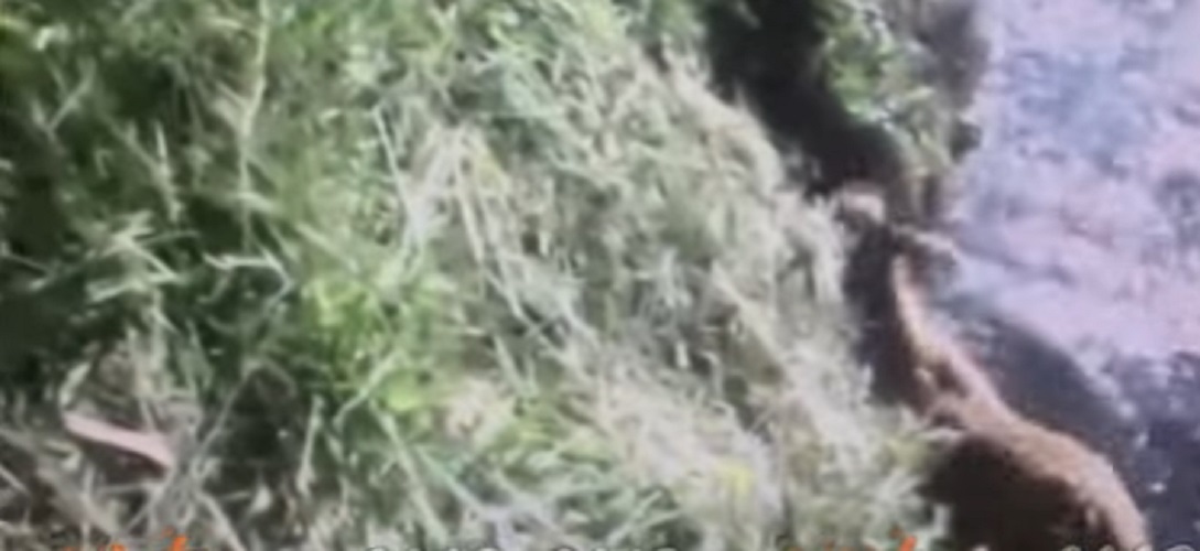 Cerbiatto rischia l'annegamento, poliziotto lo salva