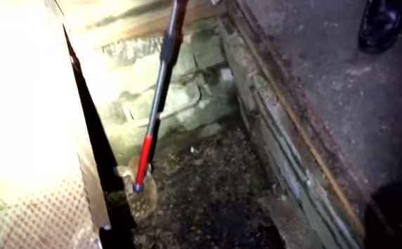 YOUTUBE Lamenti e rumori dal tombino: gli agenti salvano un cerbiatto