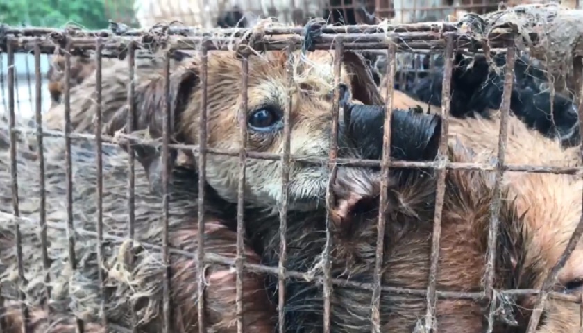 Cina, animalisti fermano camion pieno di cani destinati al festival della carne