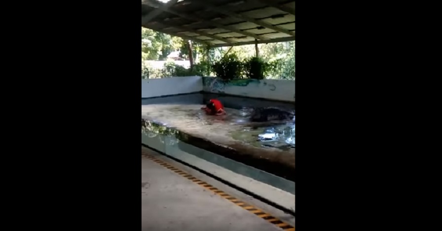 Guardiano zoo infila la testa nella bocca del coccodrillo e finisce male