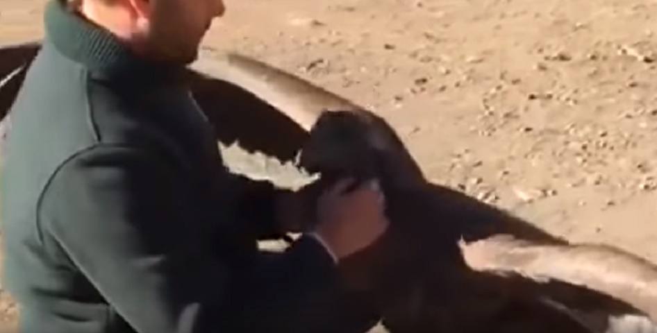 Il condor che abbraccia il suo soccorritore ogni volta che lo vede