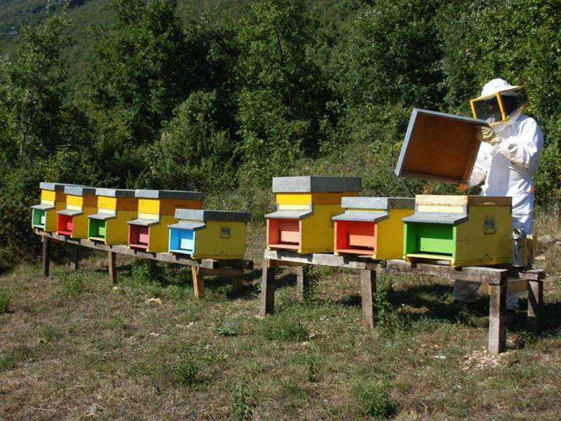 Punta dalle api, donna di 49 anni muore per shock anafilattico