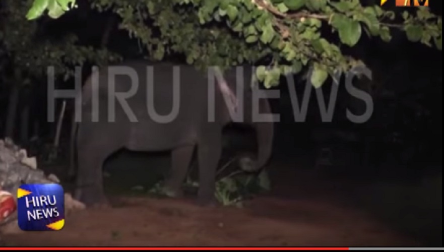 Elefante uccide monaco buddista durante la sfilata