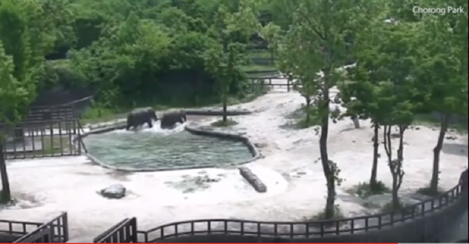 Elefantino cade nella pozza: due adulti lo salvano così