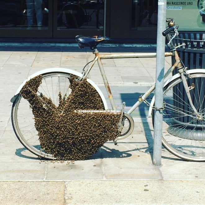 Sciame da diecimila api colonizza bicicletta in centro a Milano