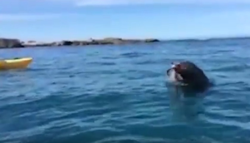 Nuova Zelanda, foca lotta contro polpo gigante