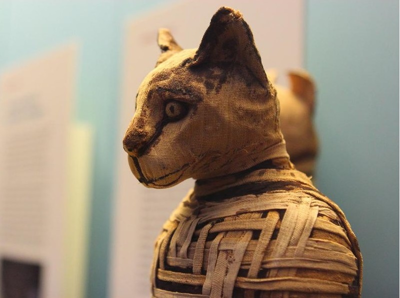 Gatti amici dell'uomo da 9mila anni: adottati già nell'età della pietra