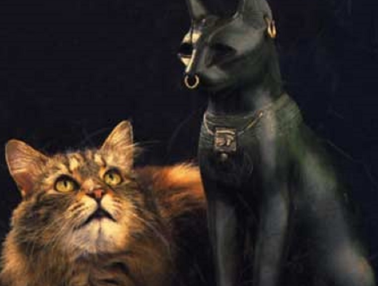 Gatti, un impero lungo 9 mila anni