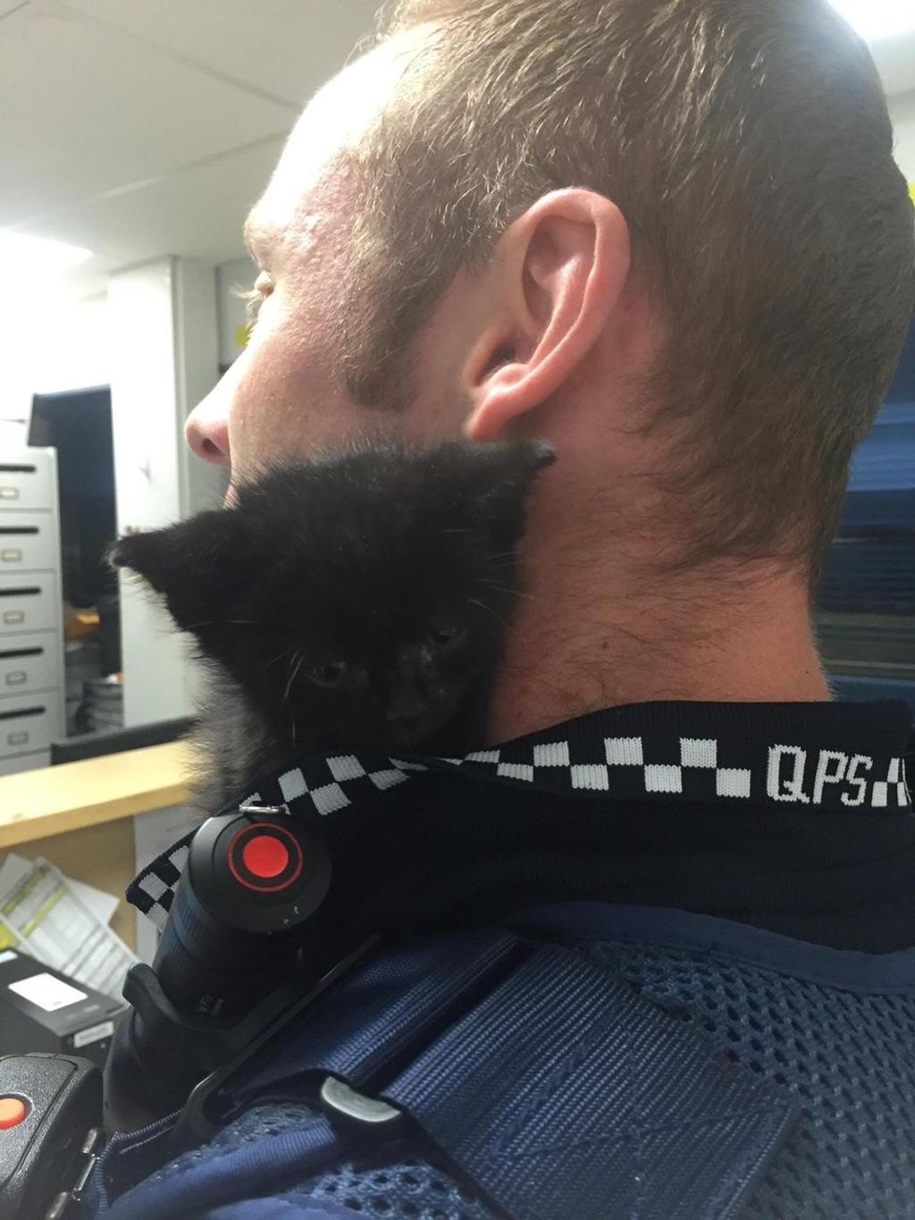 Gatto nero salvato dai poliziotti di Brisbane: diventa "assistente" per un giorno