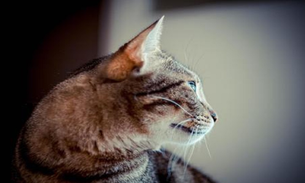 Porcia, ferisce il cane e il gatto della vicina a colpi di carabina