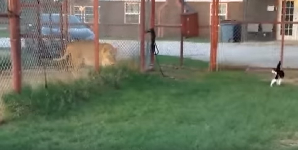 Gatto di casa sfida il leone in gabbia