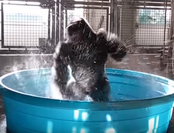 YOUTUBE Il gorilla Zola balla la break dance nella vasca dello zoo