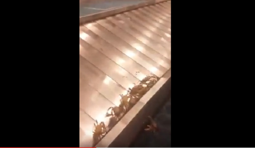 Aeroporto Bahamas, enormi granchi escono da valigia